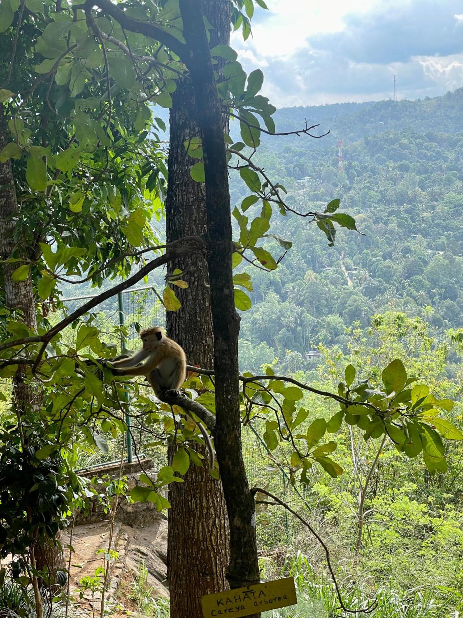 Villa Mount Melody Kandy Eksteriør billede